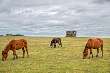Horses