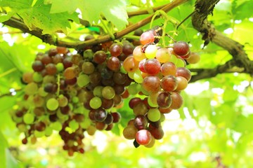 Fresh grapes in the vineyard with nature