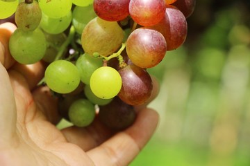 Fresh grapes in the vineyard with nature