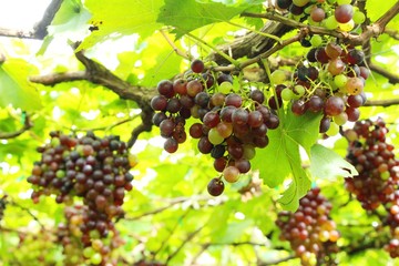 Fresh grapes in the vineyard with nature