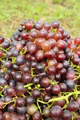 Fresh grapes in the vineyard with nature