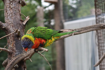 Rainbow lorikeet on a tree branch