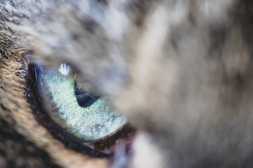 Grünes Katzenauge, makro