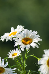Blooming camomile, selective focus