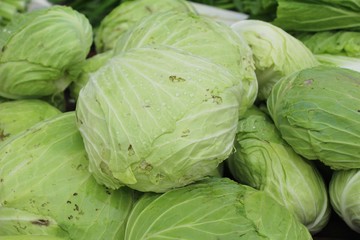 head cabbage