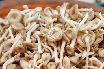 Fresh mushrooms for cooking in the market
