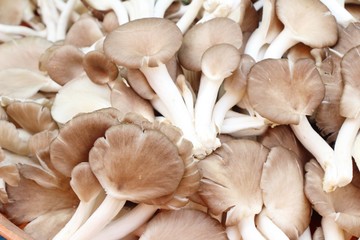 Fresh mushrooms for cooking in the market