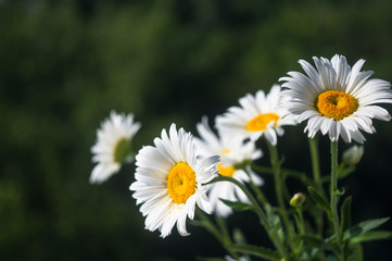 Obraz premium Blooming camomile, selective focus