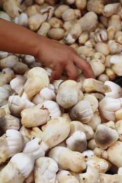 Fresh mushrooms for cooking in the market