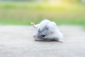 Hamster winter white cleaning hair