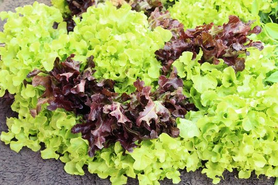 Fresh lettuce for health in the market