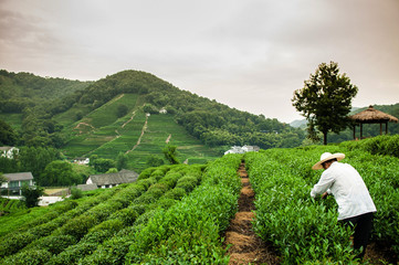 Tea plantation in Meijiawu Village Hangzhou, China - 175219625
