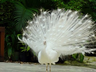white peacock