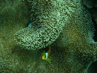 poisson clown
