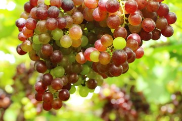 Fresh grapes in the vineyard with nature