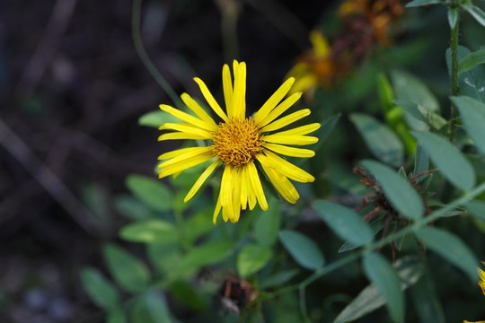 Flower of an Inula germanica