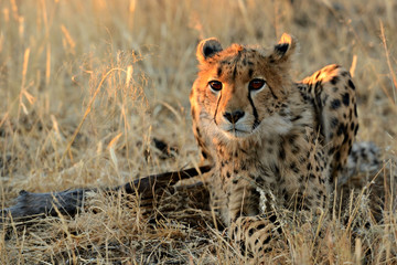 Cheetah in Namibia