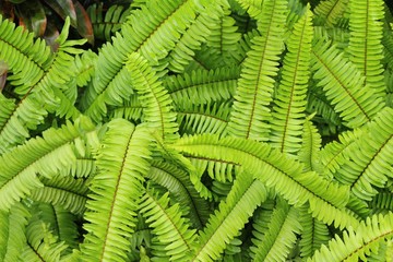 Fern in garden with nature
