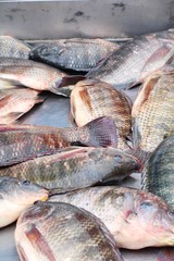 Fresh fish for cooking in the market