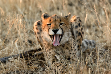 Cheetah in Namibia