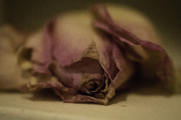 The Dying Rose