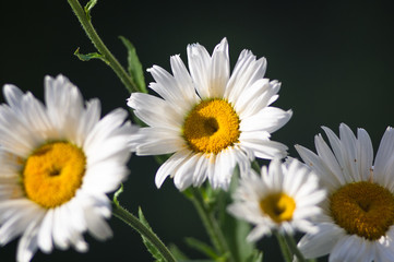 Blooming camomile, selective focus