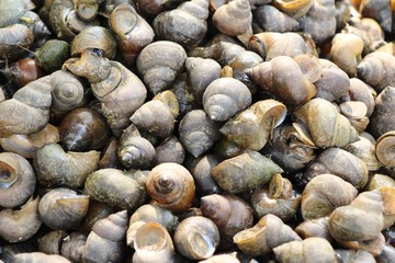 Fresh shellfish for cooking in the market