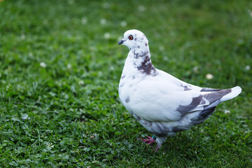 White and gray pigeons on the grass
