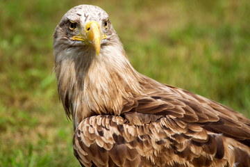 Obraz premium White-tailed eagle (Haliaeetus albicilla)