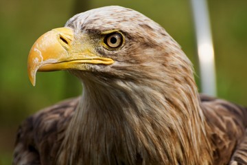 White-tailed eagle (Haliaeetus albicilla)