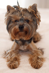 Yorkshire terrier, puppy, young dog. Small dog breed terrier york. Funny puppy terrier with hair on his head.small dog breed terrier york funny puppy. Happy dog..