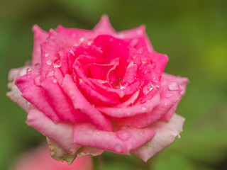 Beautiful pink rose flower with blurry nature background.
