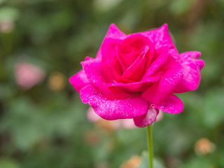 Beautiful vivid pink rose flower with blurry garden background.