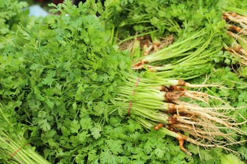 Fresh coriander for cooking in the market