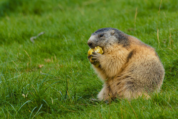 close-up of a sociable marmot /a marmot is eating quiet in a meadow