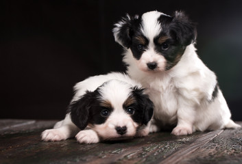 Two puppy of a papillon breed