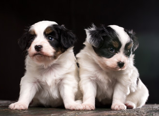 Puppy. Close-up portrait