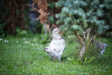 White and gray pigeons on the grass
