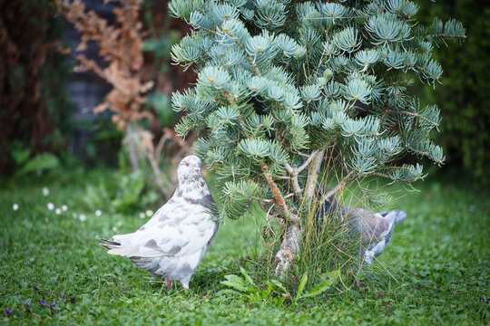 White and gray pigeons on the grass
