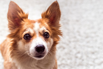 portrait close up of a look of a dog