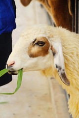 Fototapeta premium Sheep in the farm with the nature