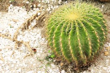 Beautiful the cactus in garden with nature