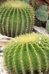 Beautiful the cactus in garden with nature