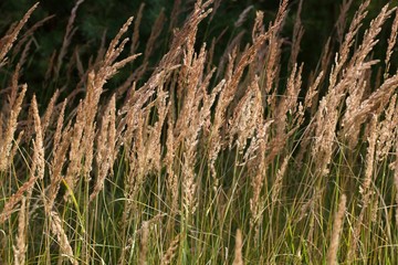 Inflorescence of bushgrass