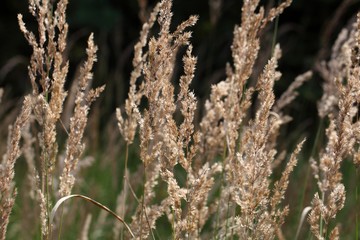 Inflorescence of bushgrass