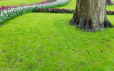 Flowerbed with tulips and hyacinths