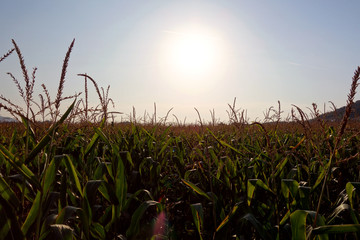 Corn, cultivation, undepreciated agricultural plant