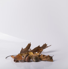 Fototapeta premium Isolated autumn maple leaves foliage over a white background. Isolated wild oak forest leaves with white empty space