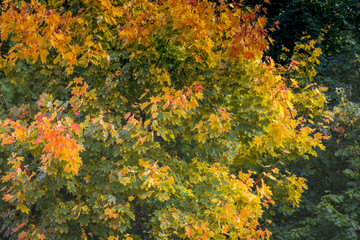 Herbstlicher Hintergrund