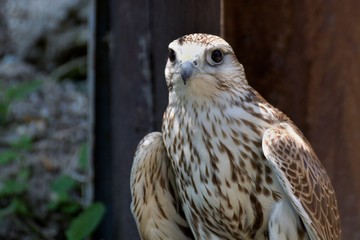 Saker falcon (Falco cherrug)
